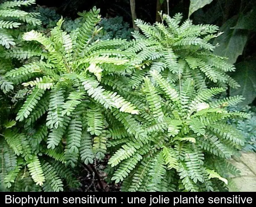 Biophytum sensitivum : une jolie plante sensitive