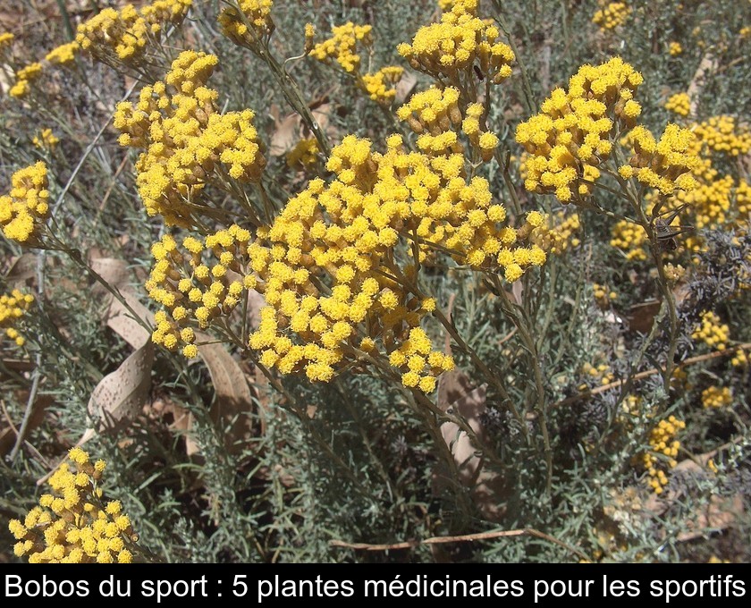 Bobos du sport : 5 plantes médicinales pour les sportifs Bobos du sport : 5 plantes médicinales pour les sportifs