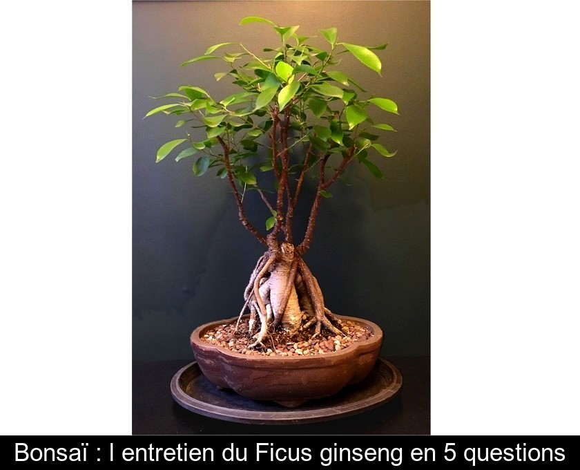 Bonsaï : l'entretien du Ficus ginseng en 5 questions Bonsaï : l'entretien du Ficus ginseng en 5 questions