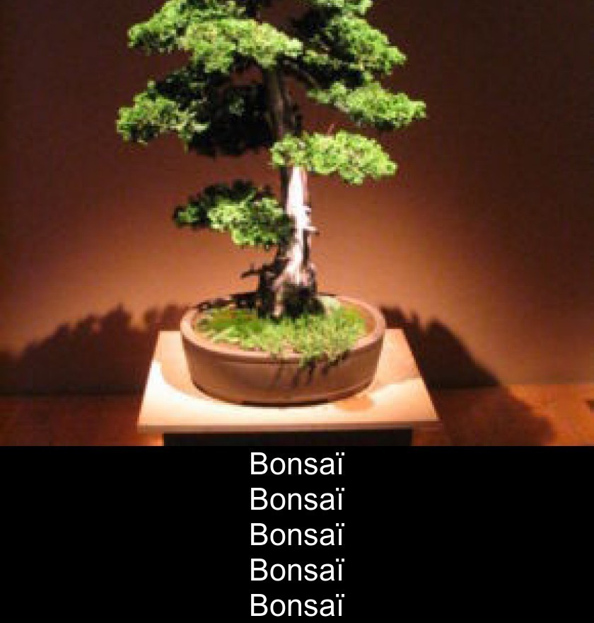 Bonsaï Bonsaï