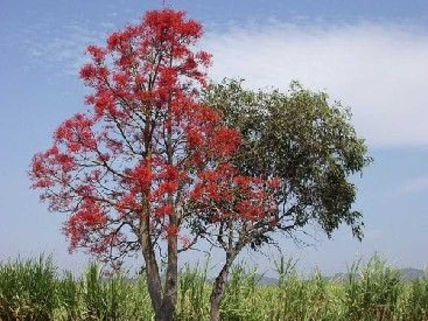 Brachychiton acerifolius ou flamme australienne : un arbre spectaculaire Brachychiton acerifolius ou flamme australienne : un arbre spectaculaire