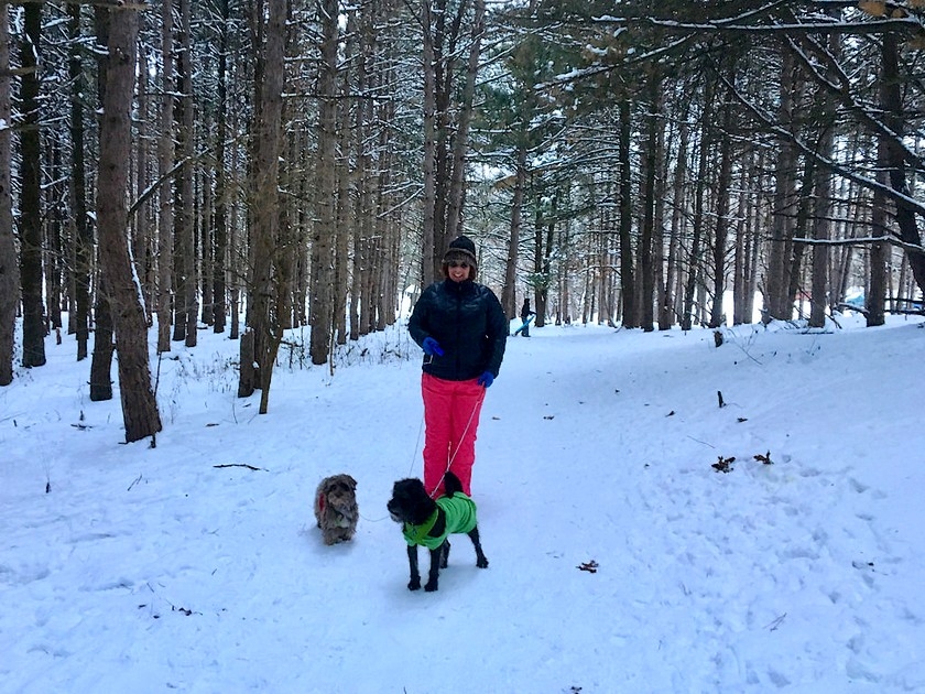 Cani-raquettes et cani-rando : des sports d'hiver qui ont du chien Cani-raquettes et cani-rando : des sports d'hiver qui ont du chien