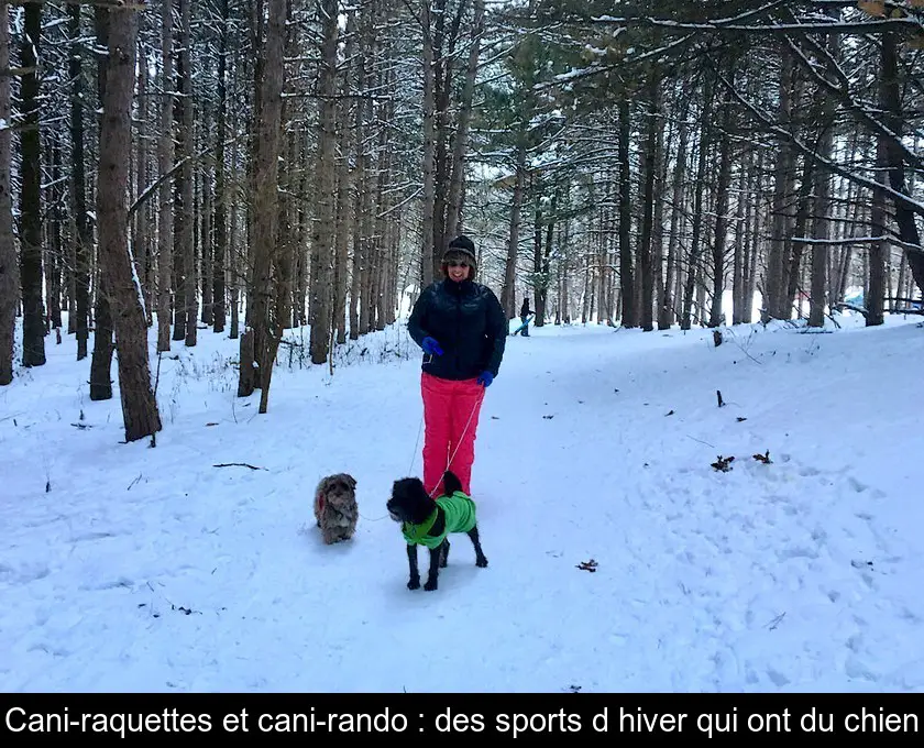 Cani-raquettes et cani-rando : des sports d'hiver qui ont du chien
