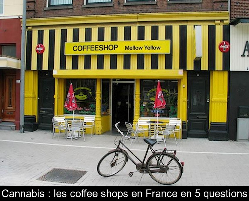 Cannabis : les coffee shops en France en 5 questions Cannabis : les coffee shops en France en 5 questions