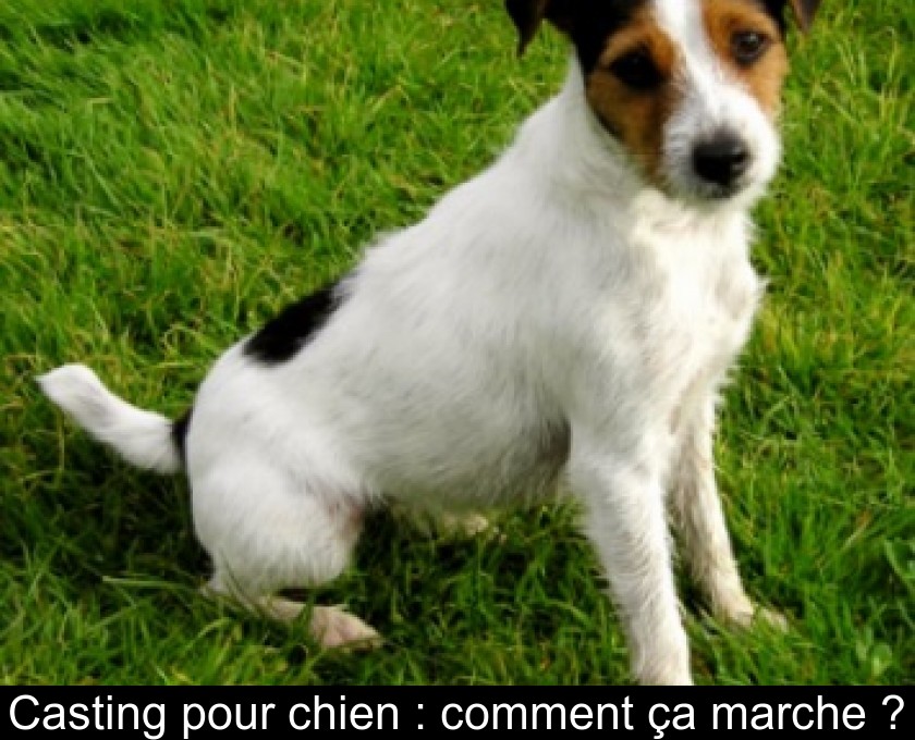 Casting pour chien : comment ça marche ? Casting pour chien : comment ça marche ?