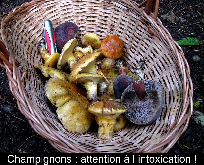 Champignons : attention à l'intoxication !