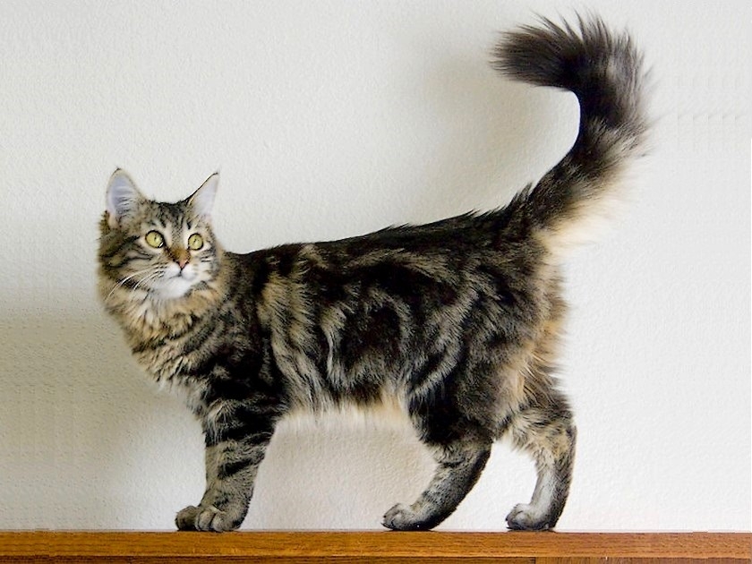 quel est le poids d'un chat maine coon