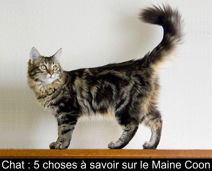 Chat : 5 choses à savoir sur le Maine Coon