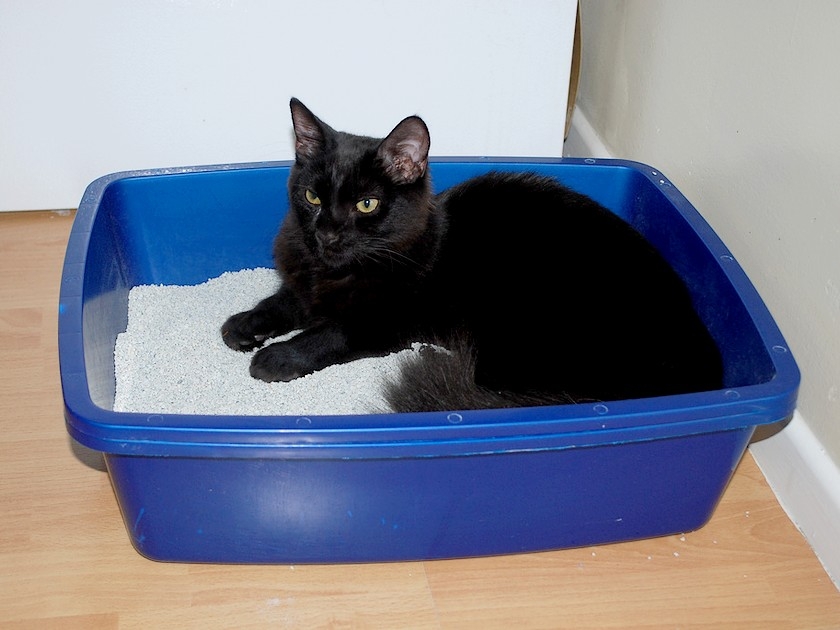 litiere chat quelle poubelle