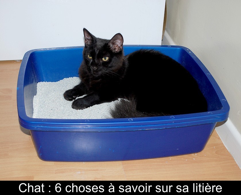 Chat : 6 choses à savoir sur sa litière Chat : 6 choses à savoir sur sa litière