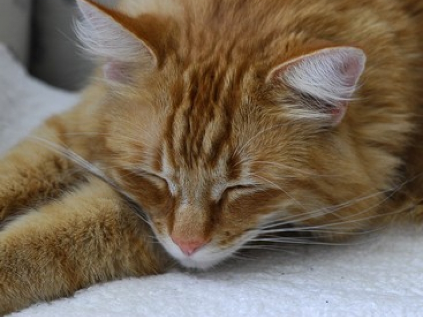 Chat malade : les signes qui doivent vous alerter Chat malade : les signes qui doivent vous alerter