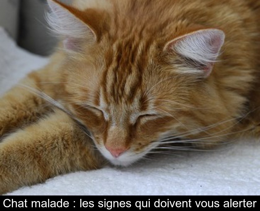 Les signes qui indiquent qu'un chat est malade - Santévet