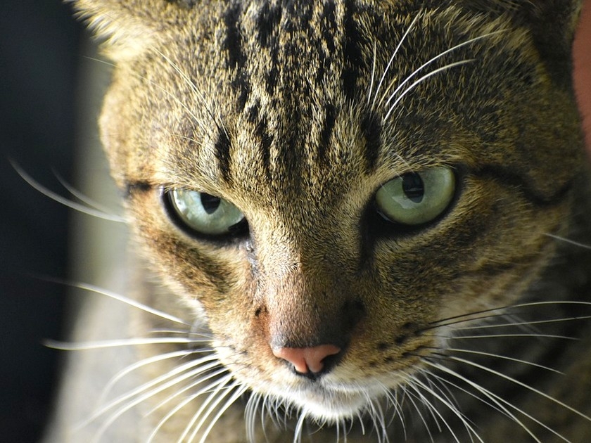 Chats : 5 choses à savoir sur les moustaches du chat Chats : 5 choses à savoir sur les moustaches du chat