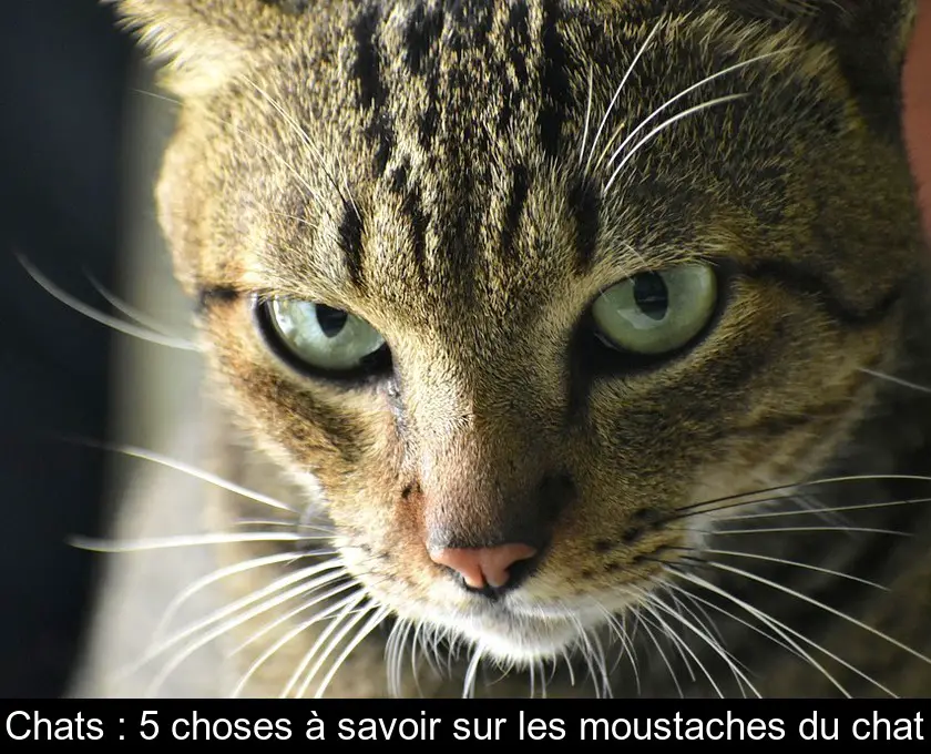 Chats : 5 choses à savoir sur les moustaches du chat