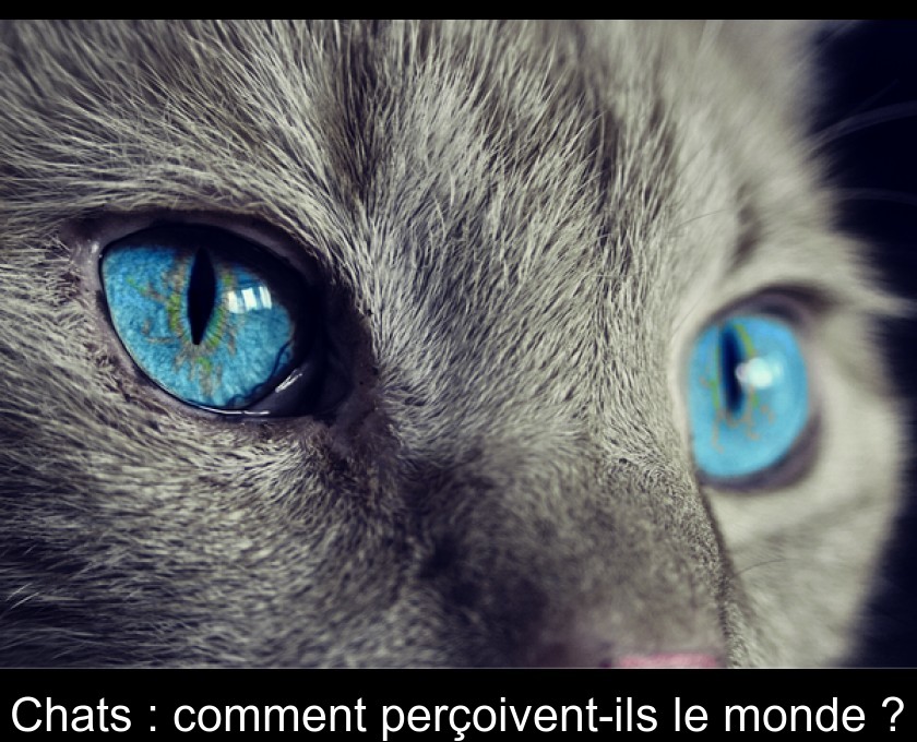 Chats : comment perçoivent-ils le monde ? Chats : comment perçoivent-ils le monde ?