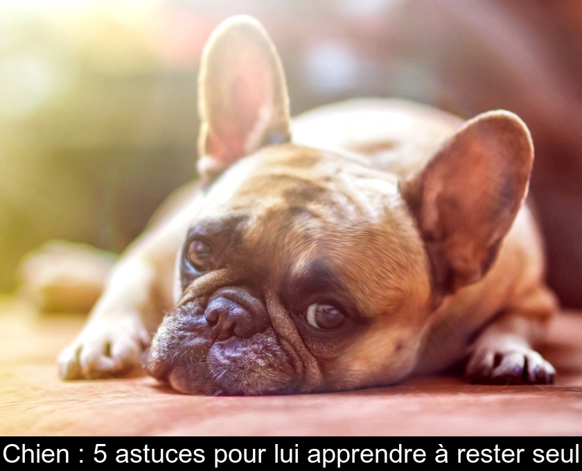 Chien : 5 astuces pour lui apprendre à rester seul Chien : 5 astuces pour lui apprendre à rester seul