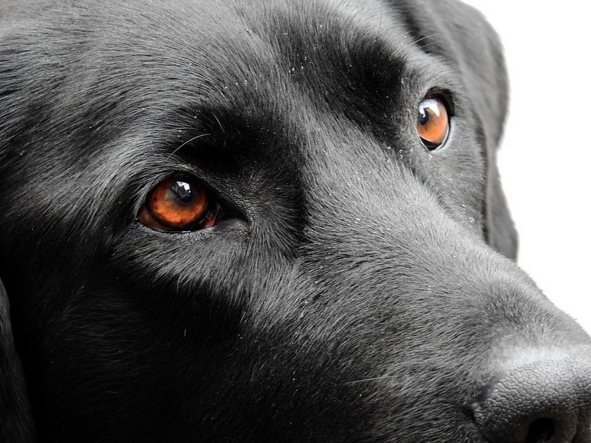 Chien : 5 choses à savoir sur sa vision du monde Chien : 5 choses à savoir sur sa vision du monde