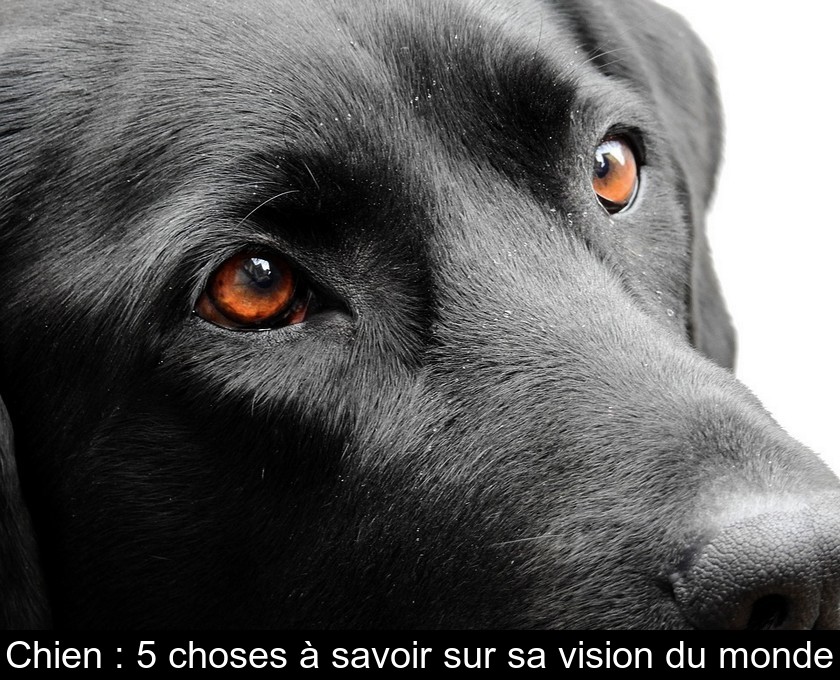 Chien : 5 choses à savoir sur sa vision du monde