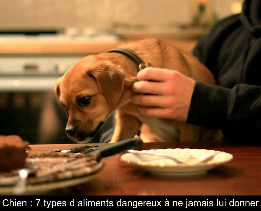 Chien : 7 types d'aliments dangereux à ne jamais lui donner Chien : 7 types d'aliments dangereux à ne jamais lui donner