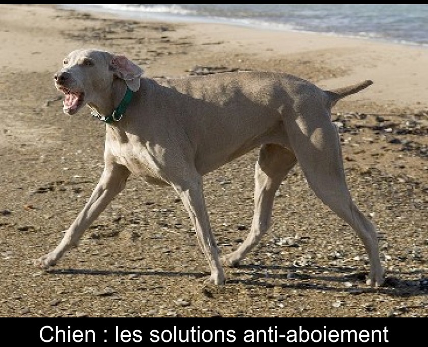 Chien : les solutions anti-aboiement Chien : les solutions anti-aboiement