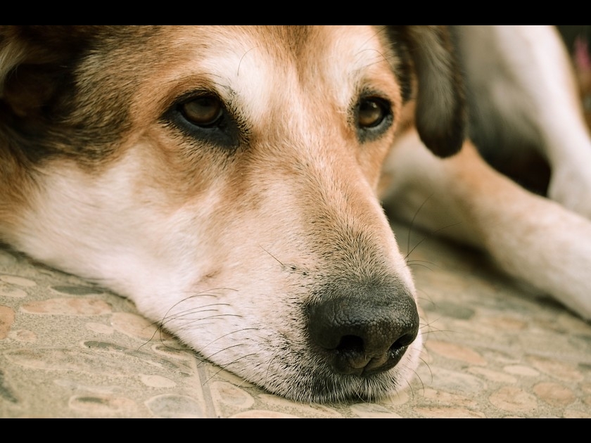 Chien et chat : 5 conseils pour photographier son animal de compagnie Chien et chat : 5 conseils pour photographier son animal de compagnie