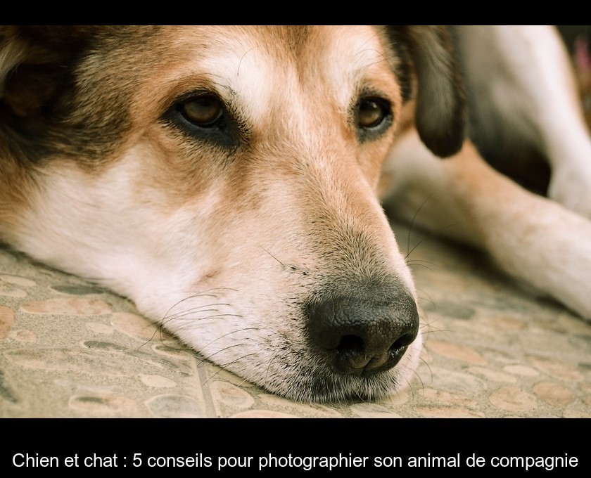 Chien et chat : 5 conseils pour photographier son animal de compagnie Chien et chat : 5 conseils pour photographier son animal de compagnie