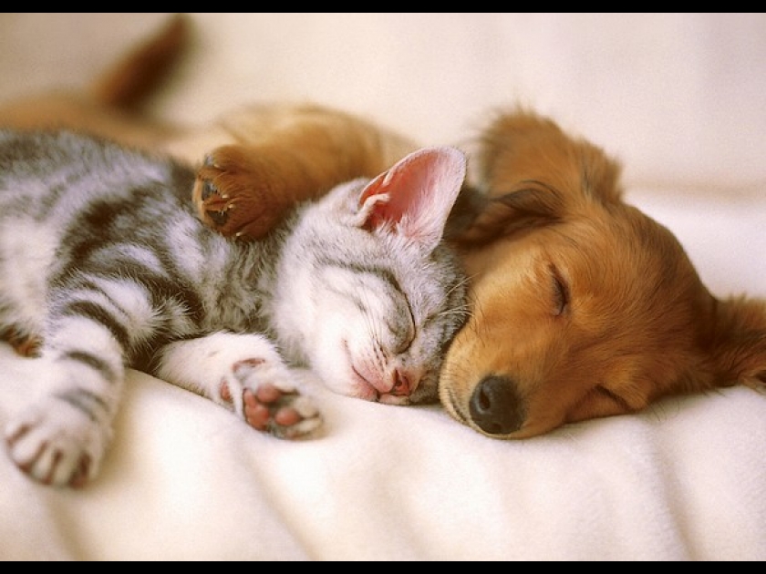Chien et chat : 5 différences dans leur éducation Chien et chat : 5 différences dans leur éducation