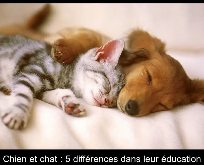 Chien et chat : 5 différences dans leur éducation