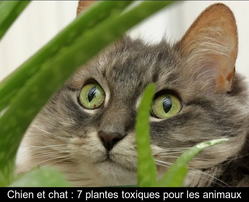 Chien et chat : 7 plantes toxiques pour les animaux