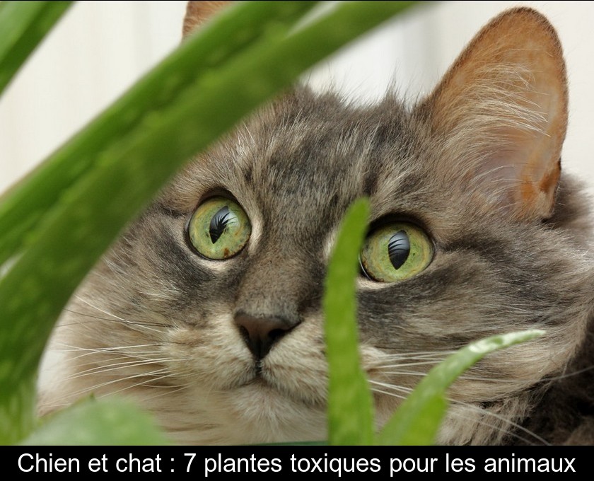 Chien Et Chat 7 Plantes Toxiques Pour Les Animaux Chien Et Chat 7 Plantes Toxiques Pour Les Animaux