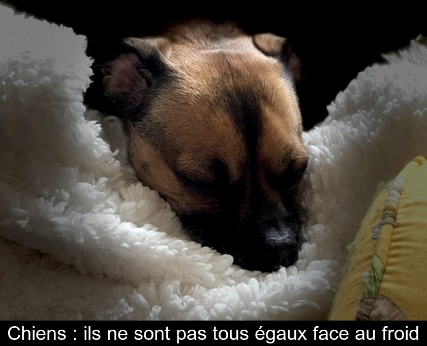 Chiens : ils ne sont pas tous égaux face au froid