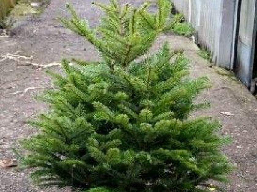 Choisir un sapin de Noël : conseils pratiques Choisir un sapin de Noël : conseils pratiques