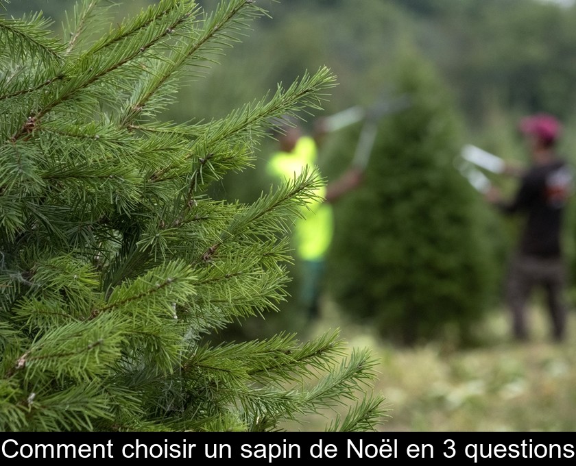 Choisir un sapin de Noël : conseils pratiques Choisir un sapin de Noël : conseils pratiques