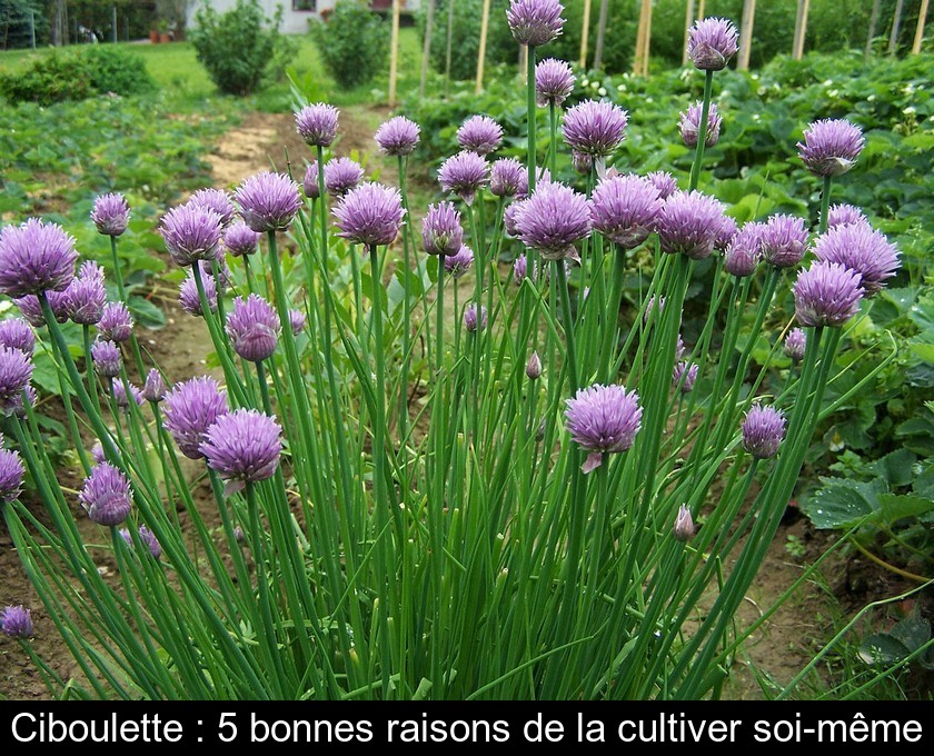 Ciboulette : 5 bonnes raisons de la cultiver soi-même Ciboulette : 5 bonnes raisons de la cultiver soi-même