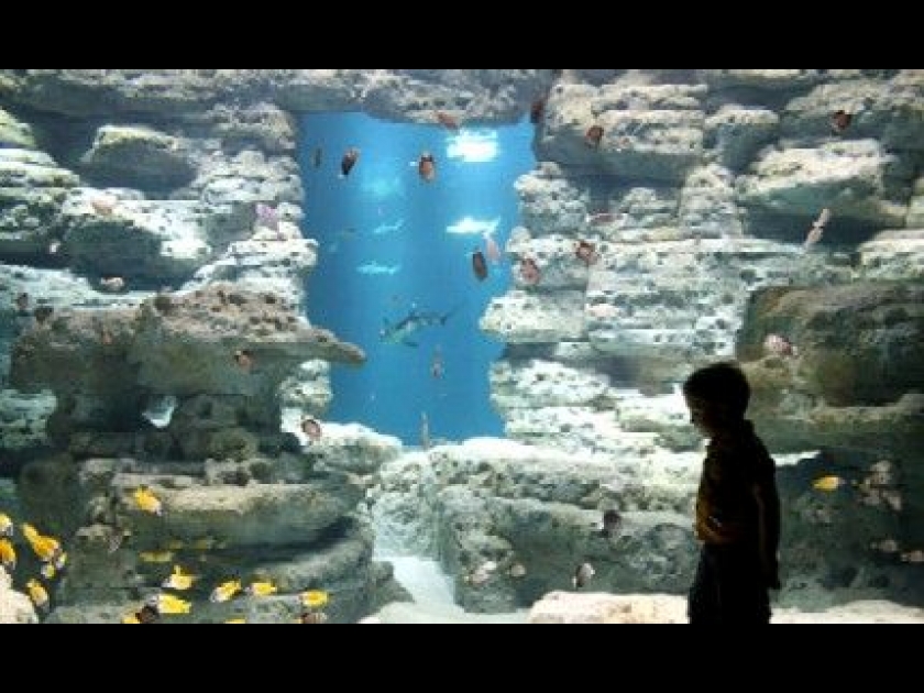 Cinéaqua : un aquarium au Trocadéro à Paris Cinéaqua : un aquarium au Trocadéro à Paris