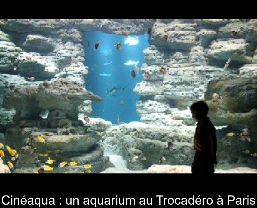 Cinéaqua : un aquarium au Trocadéro à Paris Cinéaqua : un aquarium au Trocadéro à Paris