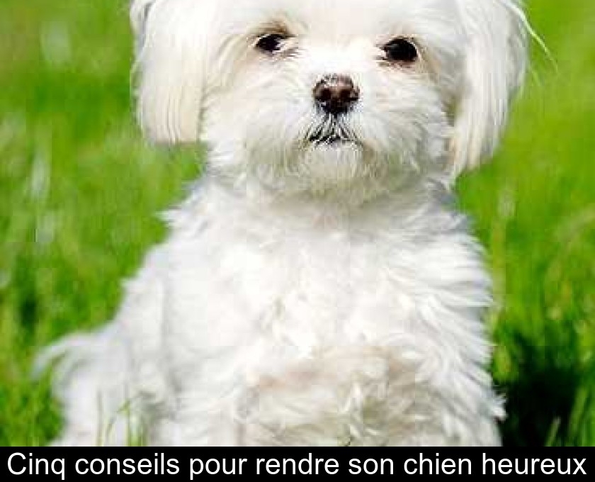 Cinq conseils pour rendre son chien heureux Cinq conseils pour rendre son chien heureux