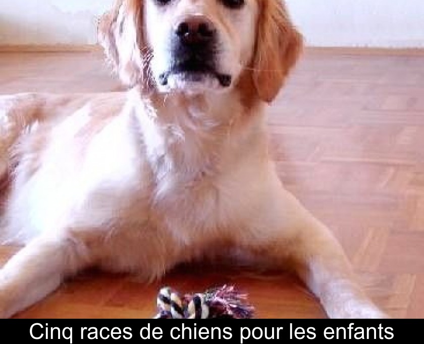 Cinq races de chiens pour les enfants