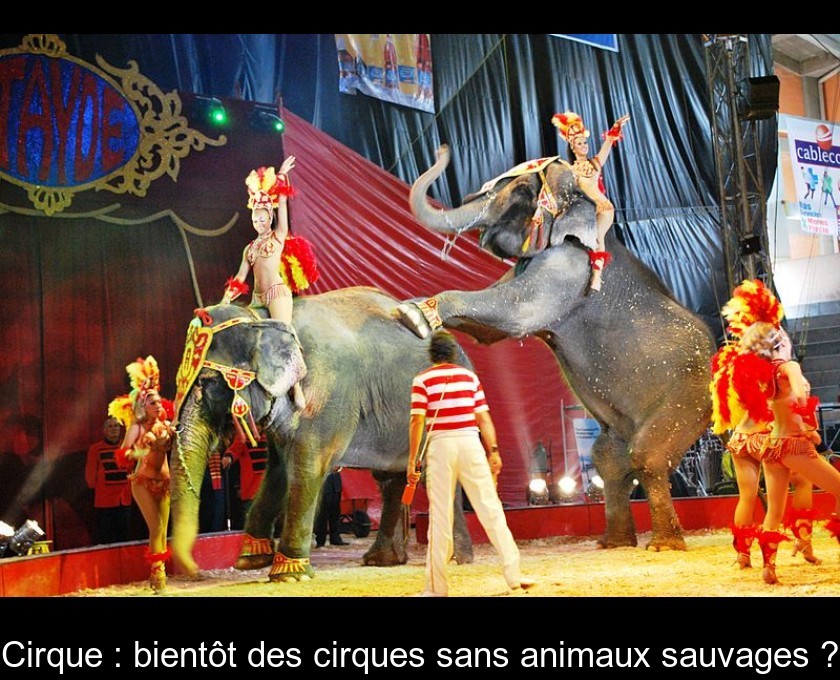 Cirque : bientôt des cirques sans animaux sauvages ? Cirque : bientôt des cirques sans animaux sauvages ?