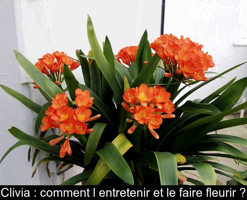 Clivia comment l
