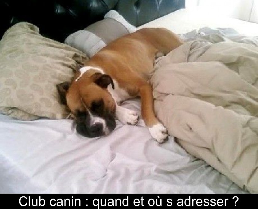 Club canin : quand et où s'adresser ? Club canin : quand et où s'adresser ?