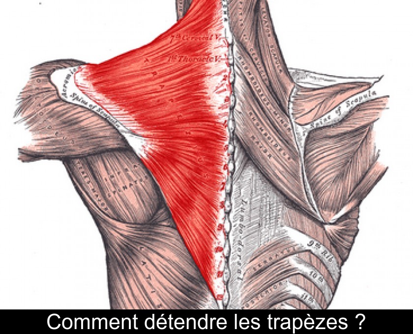 Comment détendre les trapèzes ?