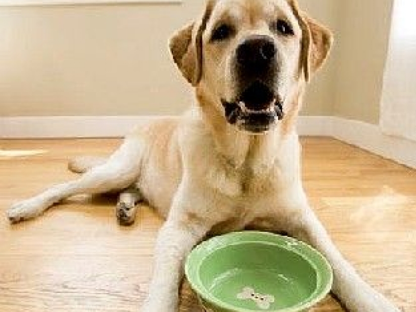 Comment donner un traitement aux animaux ? Comment donner un traitement aux animaux ?