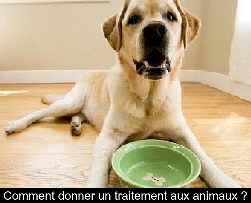 Comment donner un traitement aux animaux ?