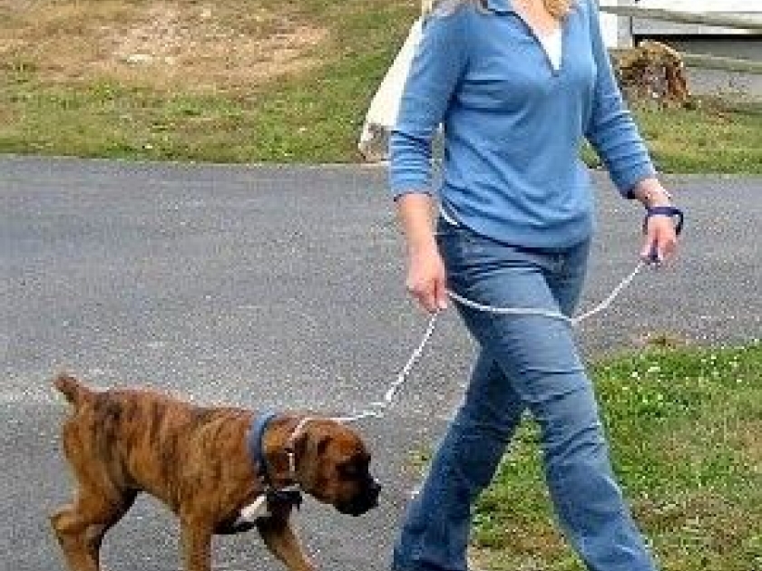Comment dresser son chien Comment dresser son chien