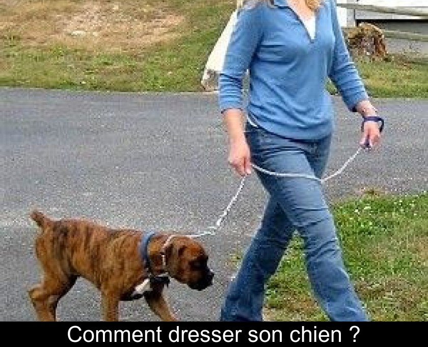 Comment dresser son chien ? Comment dresser son chien ?