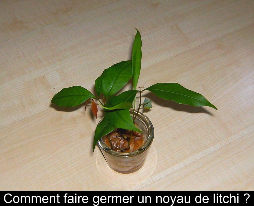 Comment faire germer un noyau de litchi ?