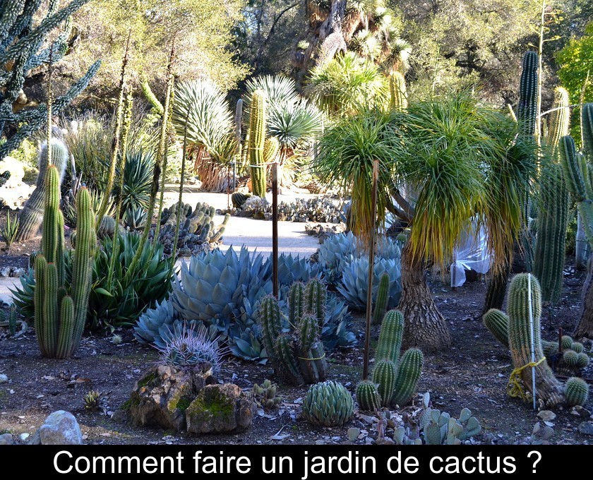 Comment faire un jardin de cactus ?