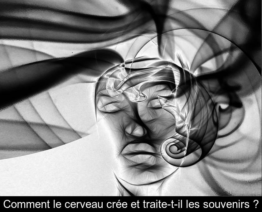 Comment le cerveau crée et traite-t-il les souvenirs ? Comment le cerveau crée et traite-t-il les souvenirs ?