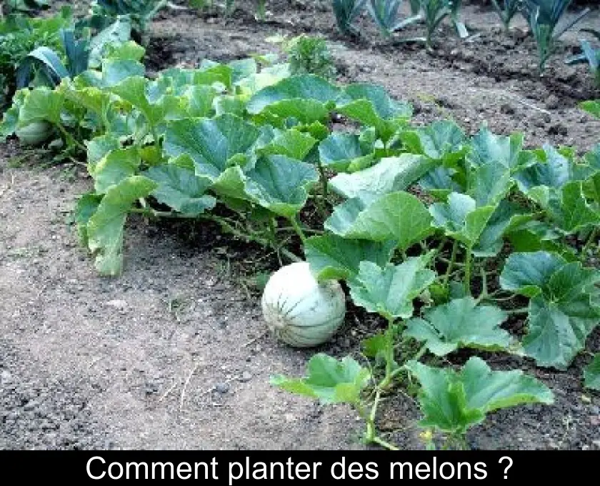 Comment planter des melons ?